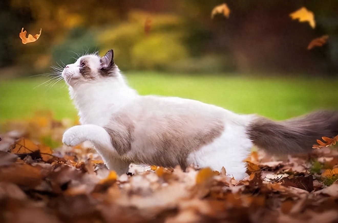 养猫注意事项_猫咪最喜欢的晨间活动_猫咪生活习性