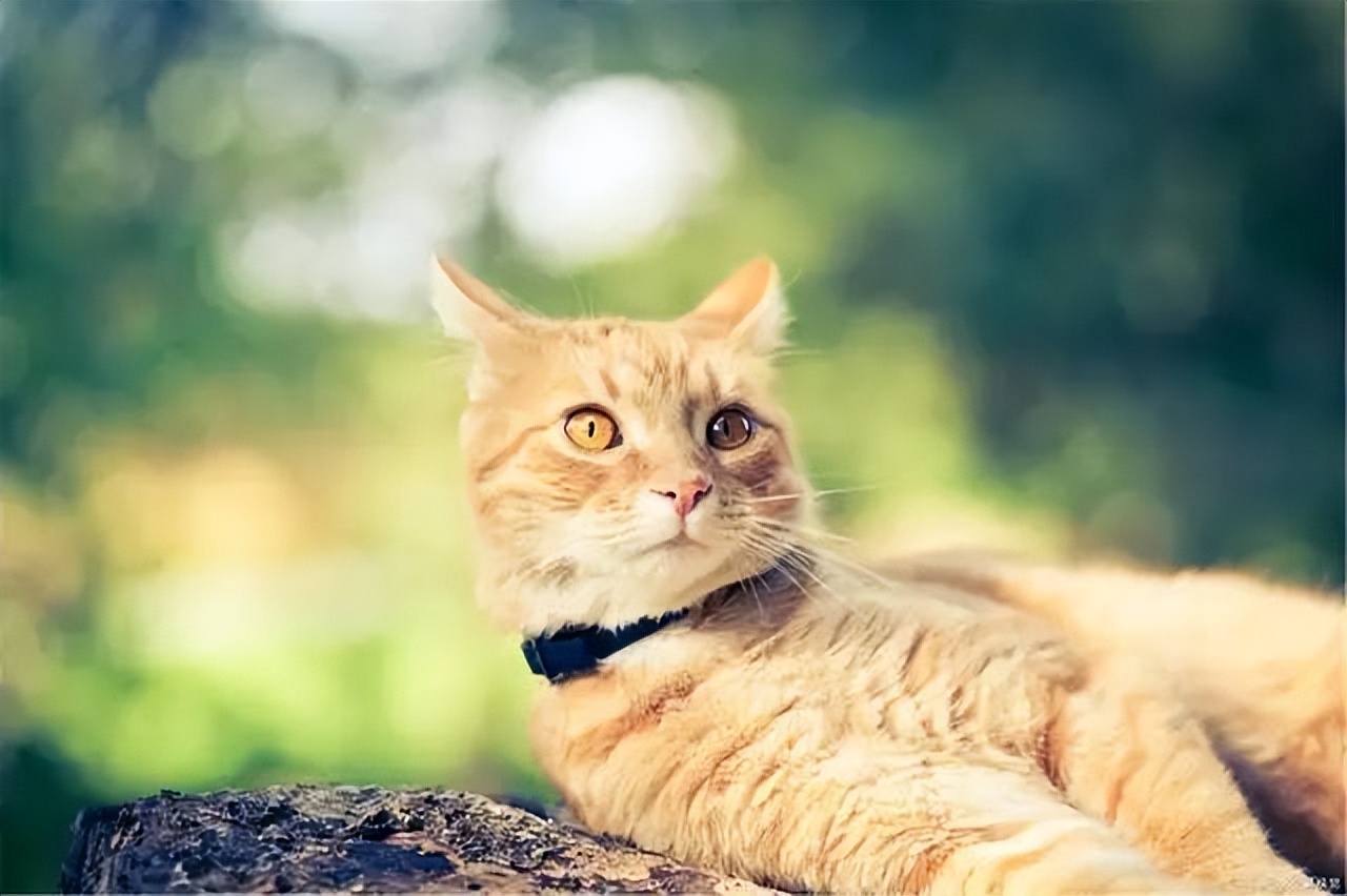 猫咪生活习性_猫咪最喜欢的晨间活动_养猫注意事项