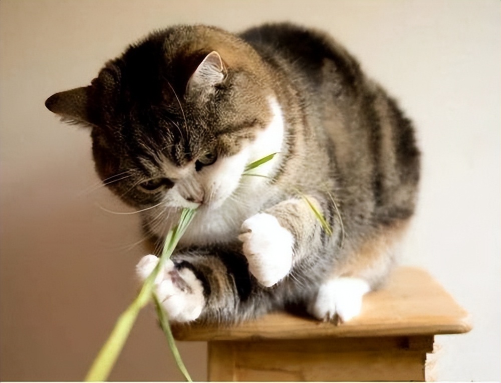 猫咪最喜欢的晨间活动_养猫注意事项_猫咪生活习性