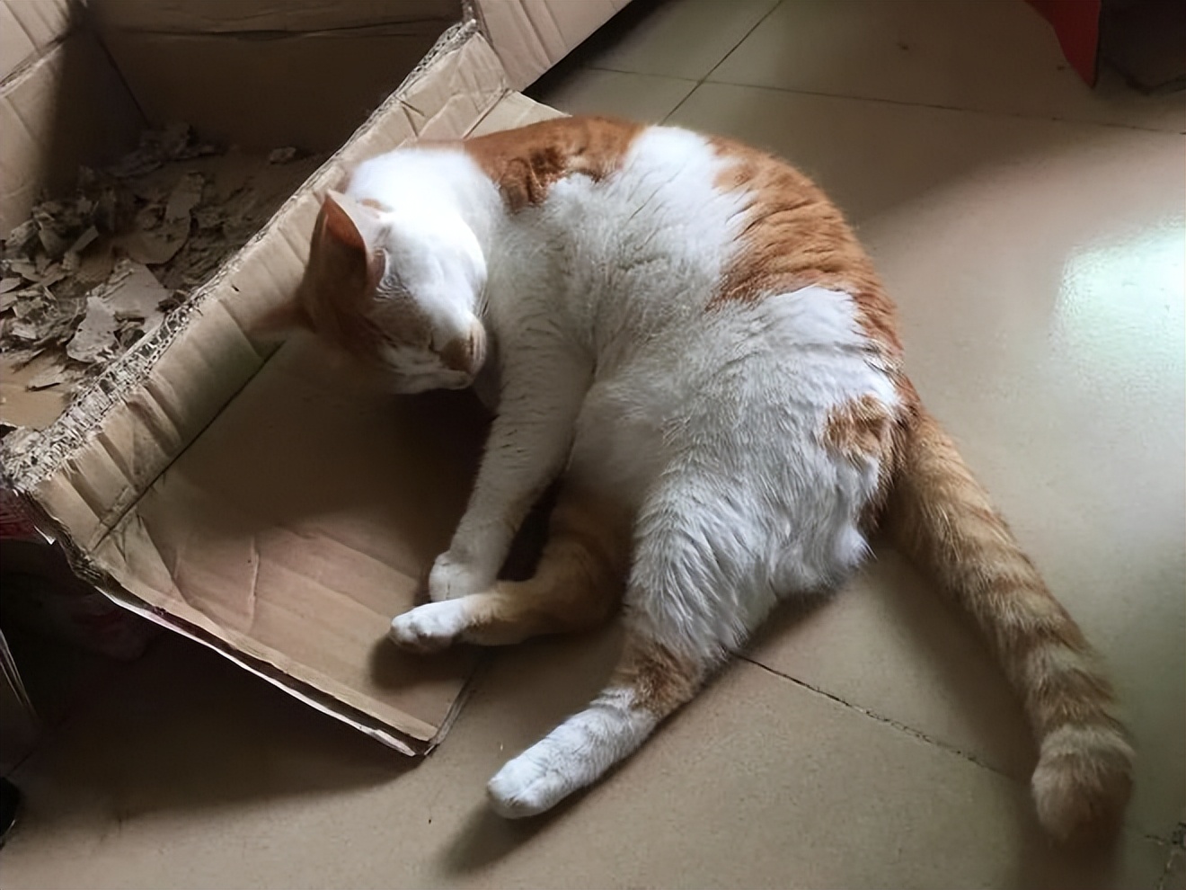 猫咪最喜欢的晨间活动_养猫注意事项_猫咪生活习性