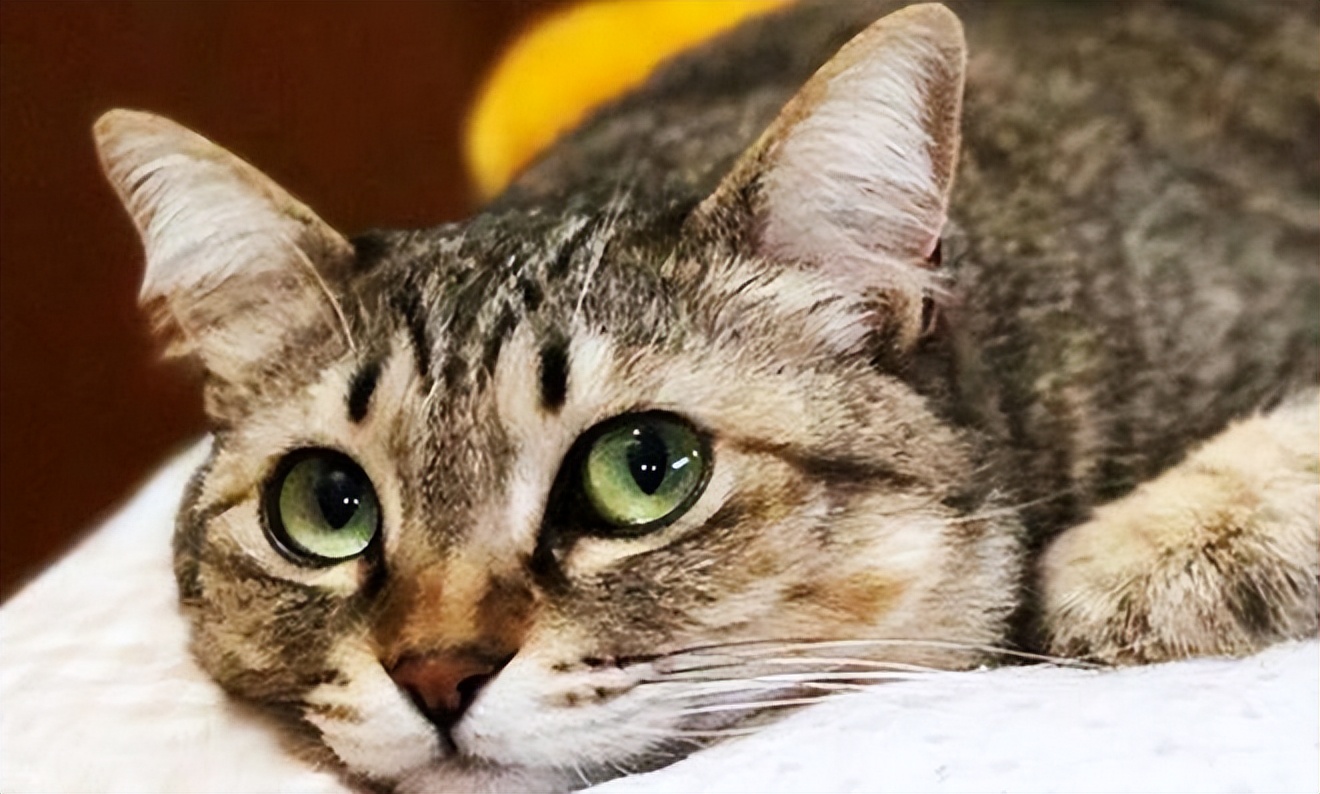 猫咪最喜欢的晨间活动_猫咪生活习性_养猫注意事项