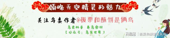 城市家庭养鸟注意这四种常见意外，尤其散养鹦鹉，更要注意前两种-派特超人-宠物