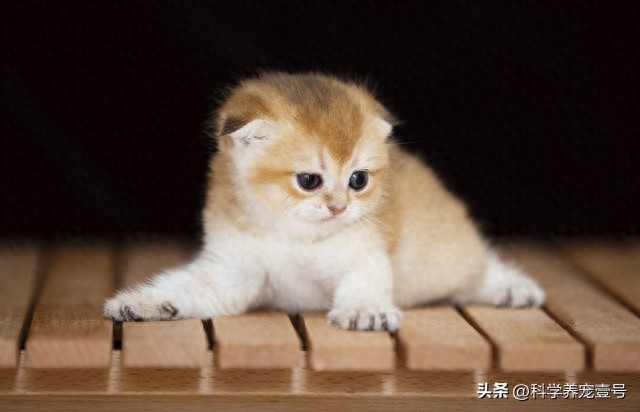 99%的人不知道！养猫竟有这些隐藏福利，土猫/美短/英短哪个好养-派特超人-宠物