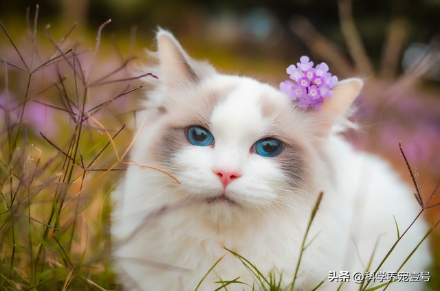 猫咪抓挠家具可能是压力过大_养猫健康益处_都市人养猫原因