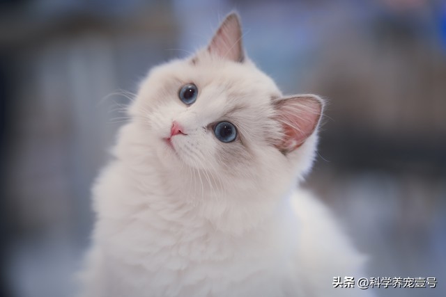 都市人养猫原因_猫咪抓挠家具可能是压力过大_养猫健康益处