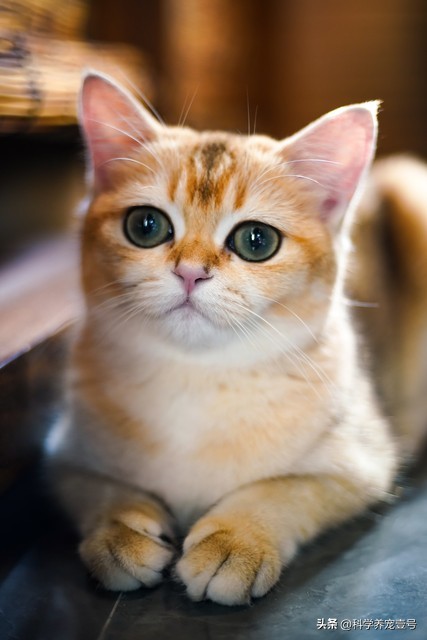 养猫健康益处_猫咪抓挠家具可能是压力过大_都市人养猫原因
