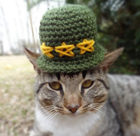 猫奴们注意!施打疫苗前必备知识~-派特超人-宠物