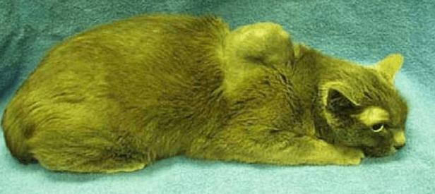猫咪化疗副作用_猫咪疫苗种类及作用_猫咪疫苗重要性