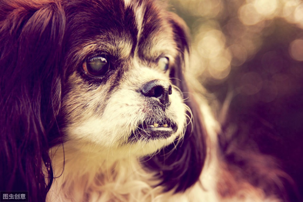 狗狗眼球有白点主人为了省钱用红霉素治疗，5天后眼球严重溃疡了-派特超人-宠物