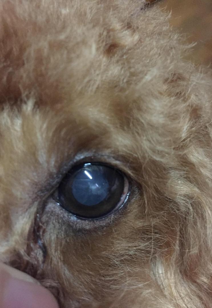 狗狗白内障症状_宠物角膜溃疡治疗_狗狗眼周红肿？过敏和细菌感染