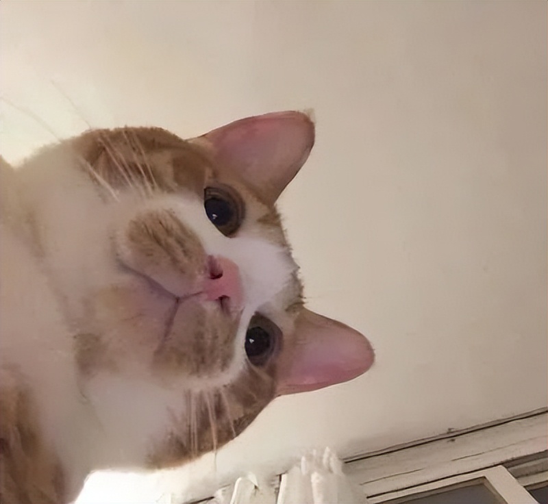 猫咪一到早上就叫，这是为什么？真相是这样的-派特超人-宠物