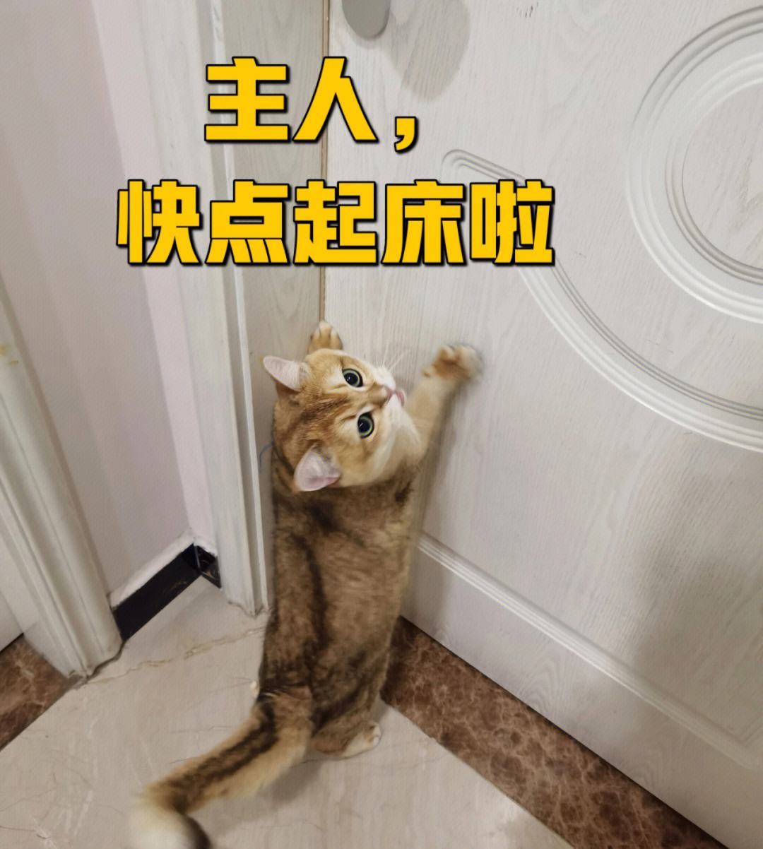 猫咪早上叫醒原因_猫咪最喜欢的晨间活动_猫咪早上叫怎么办