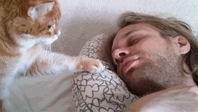 猫咪最喜欢的晨间活动_猫咪早上叫怎么办_猫咪早上叫醒原因