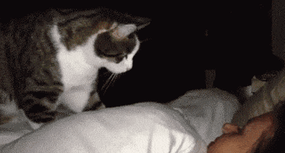 猫咪早上叫怎么办_猫咪早上叫醒原因_猫咪最喜欢的晨间活动