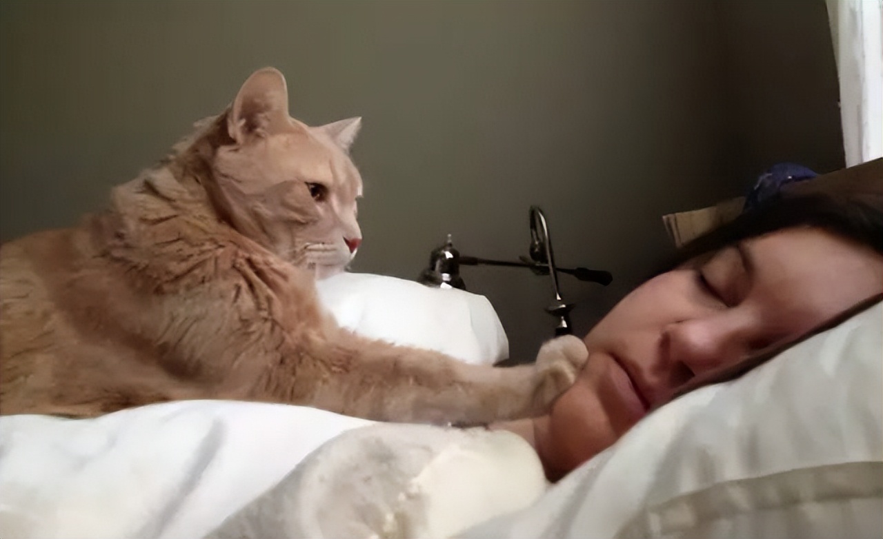 猫咪早上叫醒原因_猫咪最喜欢的晨间活动_猫咪早上叫怎么办