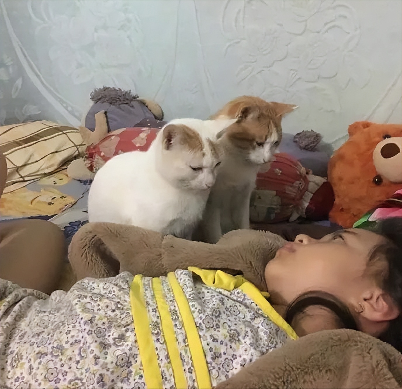 猫咪最喜欢的晨间活动_猫咪早上叫怎么办_猫咪早上叫醒原因