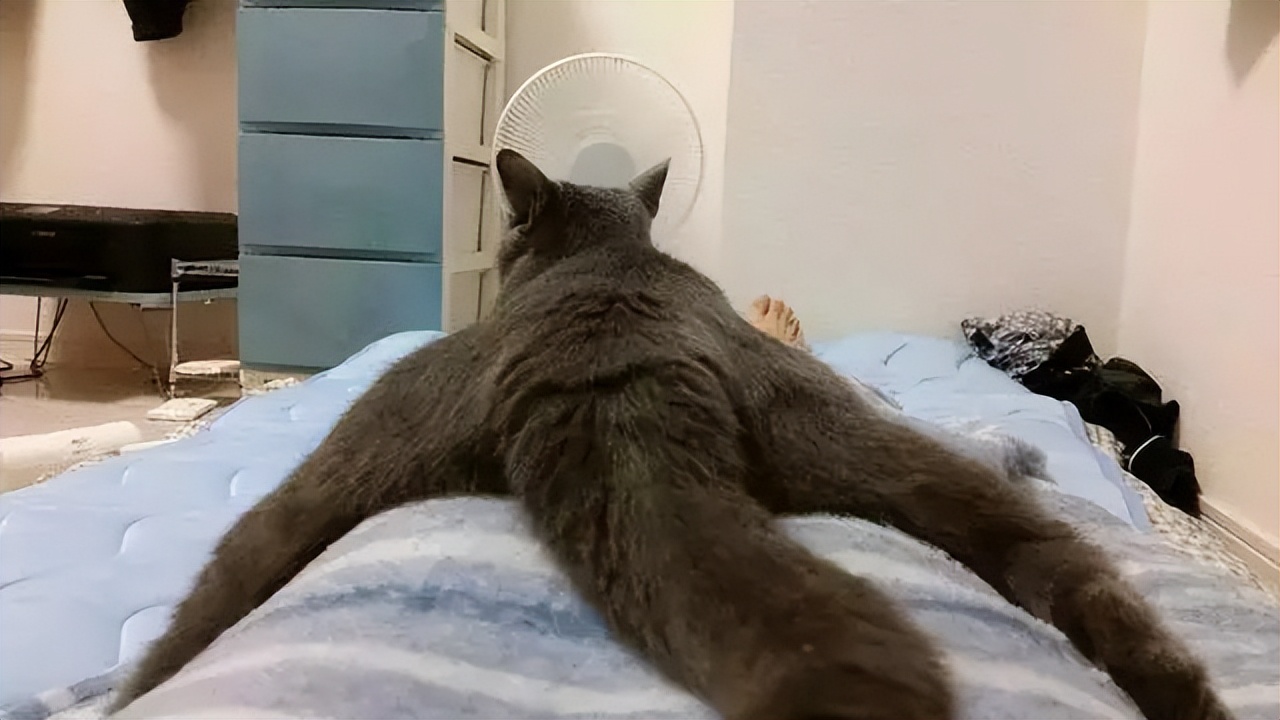 猫咪早上叫怎么办_猫咪最喜欢的晨间活动_猫咪早上叫醒原因