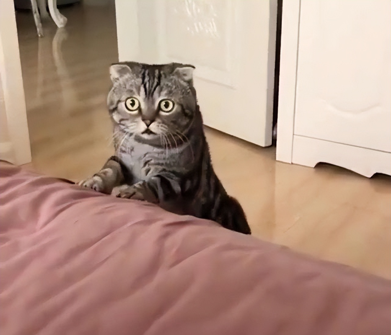 猫咪早上叫醒原因_猫咪最喜欢的晨间活动_猫咪早上叫怎么办