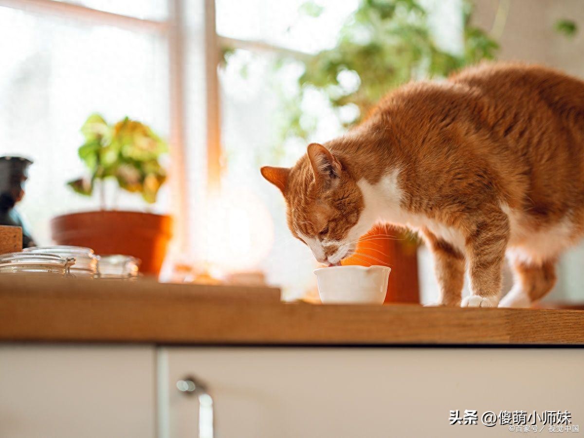 猫咪日常活动_喵星人生活习惯_猫咪最喜欢的晨间活动