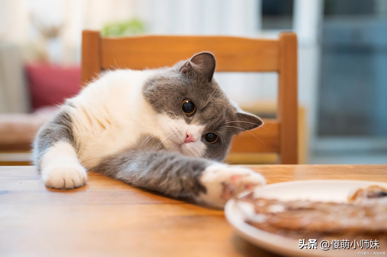 喵星人生活习惯_猫咪最喜欢的晨间活动_猫咪日常活动