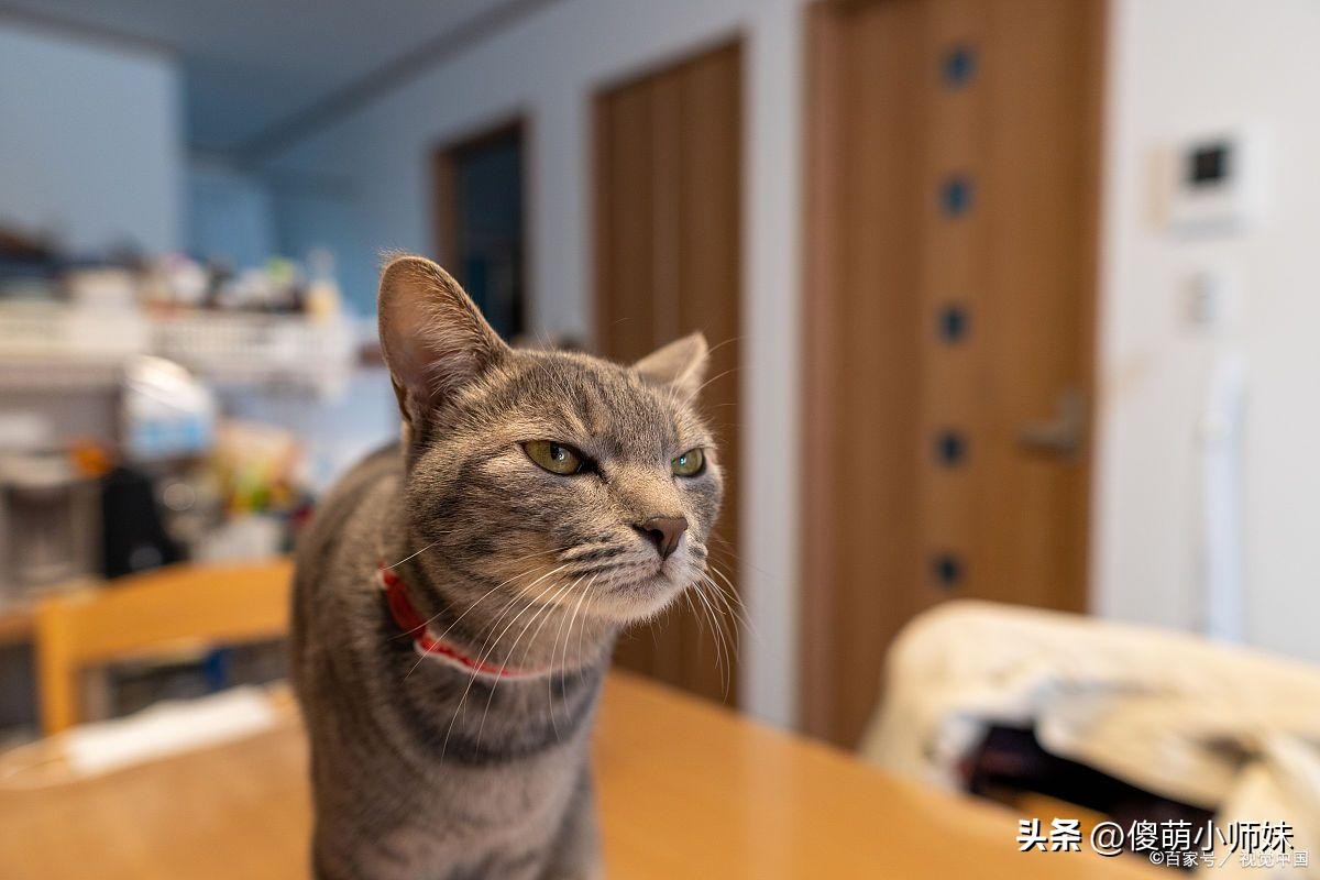 猫咪日常活动_猫咪最喜欢的晨间活动_喵星人生活习惯