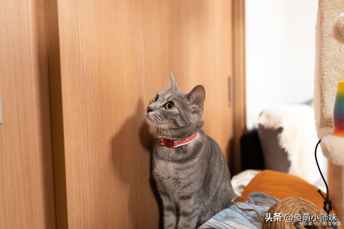 猫咪日常活动_猫咪最喜欢的晨间活动_喵星人生活习惯