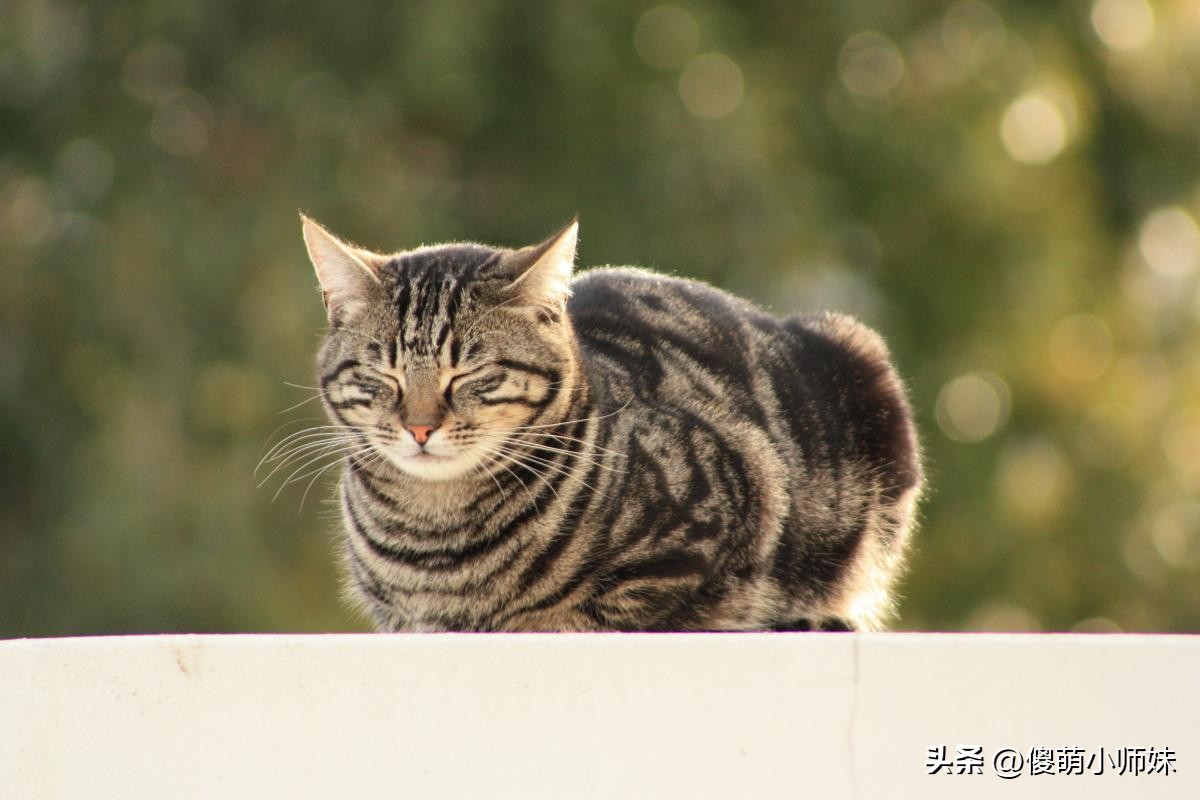 猫咪最喜欢的晨间活动_喵星人生活习惯_猫咪日常活动