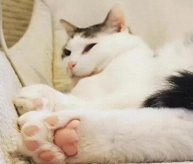 摸猫爪子暗藏玄机，猫咪心里竟这样想，你猜它最爱哪种摸法？-派特超人-宠物