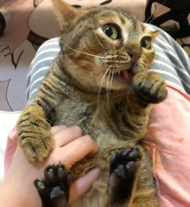 猫咪爪子功能_猫咪抓挠家具可能是压力过大_猫咪爪子敏感度