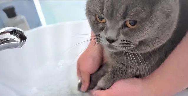 猫咪爪子敏感度_猫咪抓挠家具可能是压力过大_猫咪爪子功能
