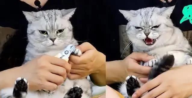 猫咪抓挠家具可能是压力过大_猫咪爪子敏感度_猫咪爪子功能