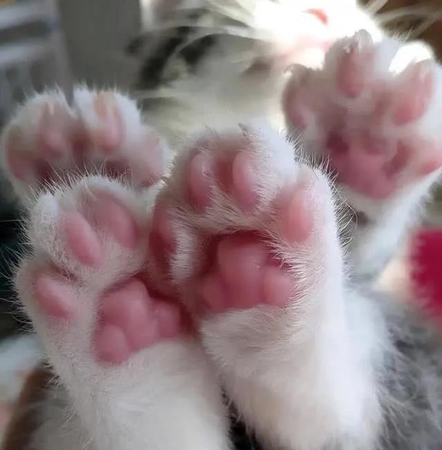 猫咪抓挠家具可能是压力过大_猫咪爪子功能_猫咪爪子敏感度