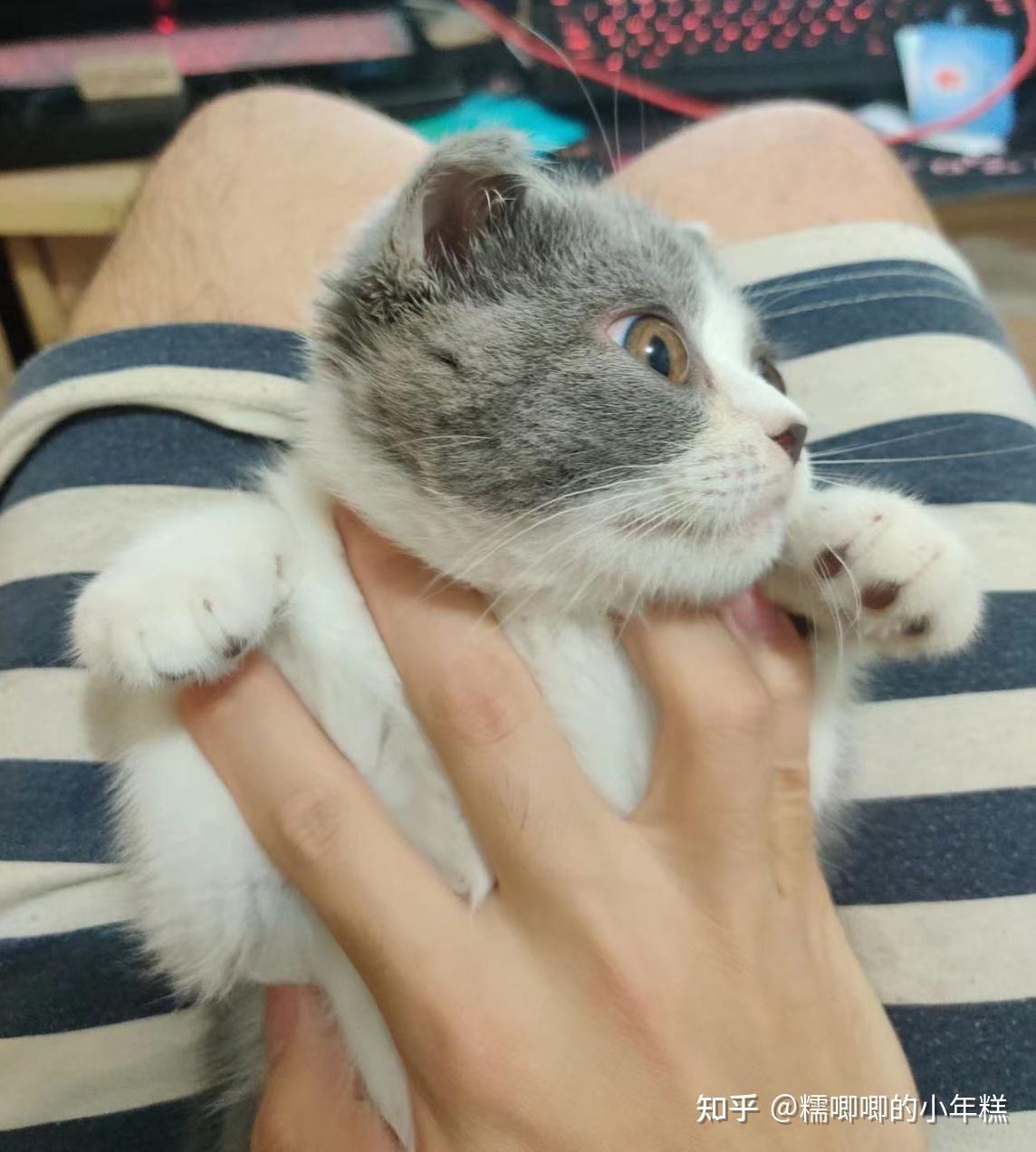 新手养猫指北（指南）——养猫多年的经验送给第一次养猫的小伙伴-派特超人-宠物