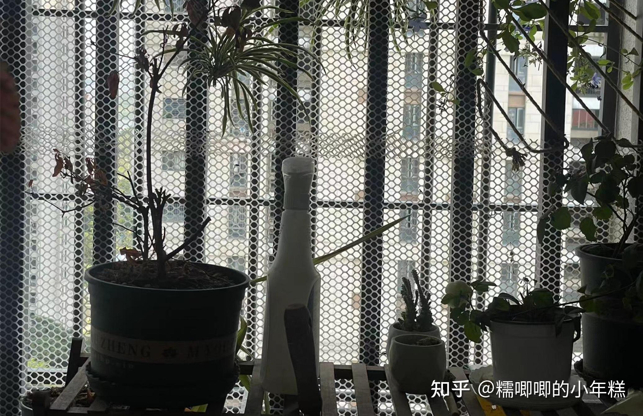 新手养猫预算建议_猫咪安全生活环境准备_猫癣的症状表现和家庭处理方法