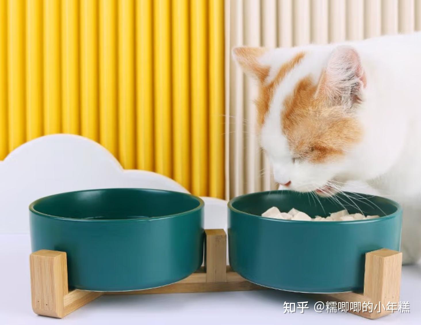 猫咪安全生活环境准备_猫癣的症状表现和家庭处理方法_新手养猫预算建议