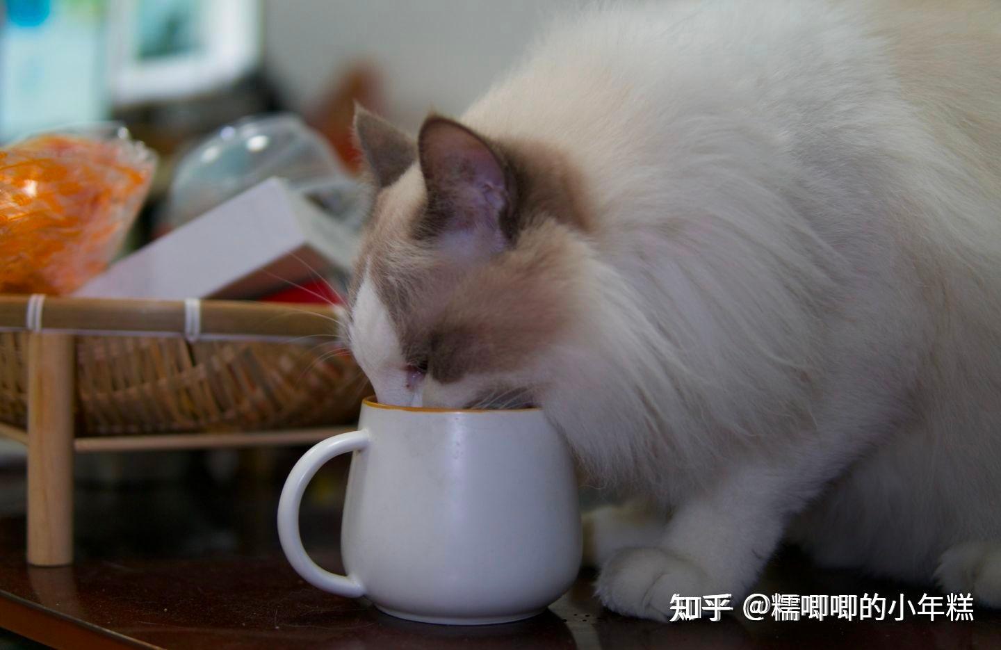 猫癣的症状表现和家庭处理方法_猫咪安全生活环境准备_新手养猫预算建议
