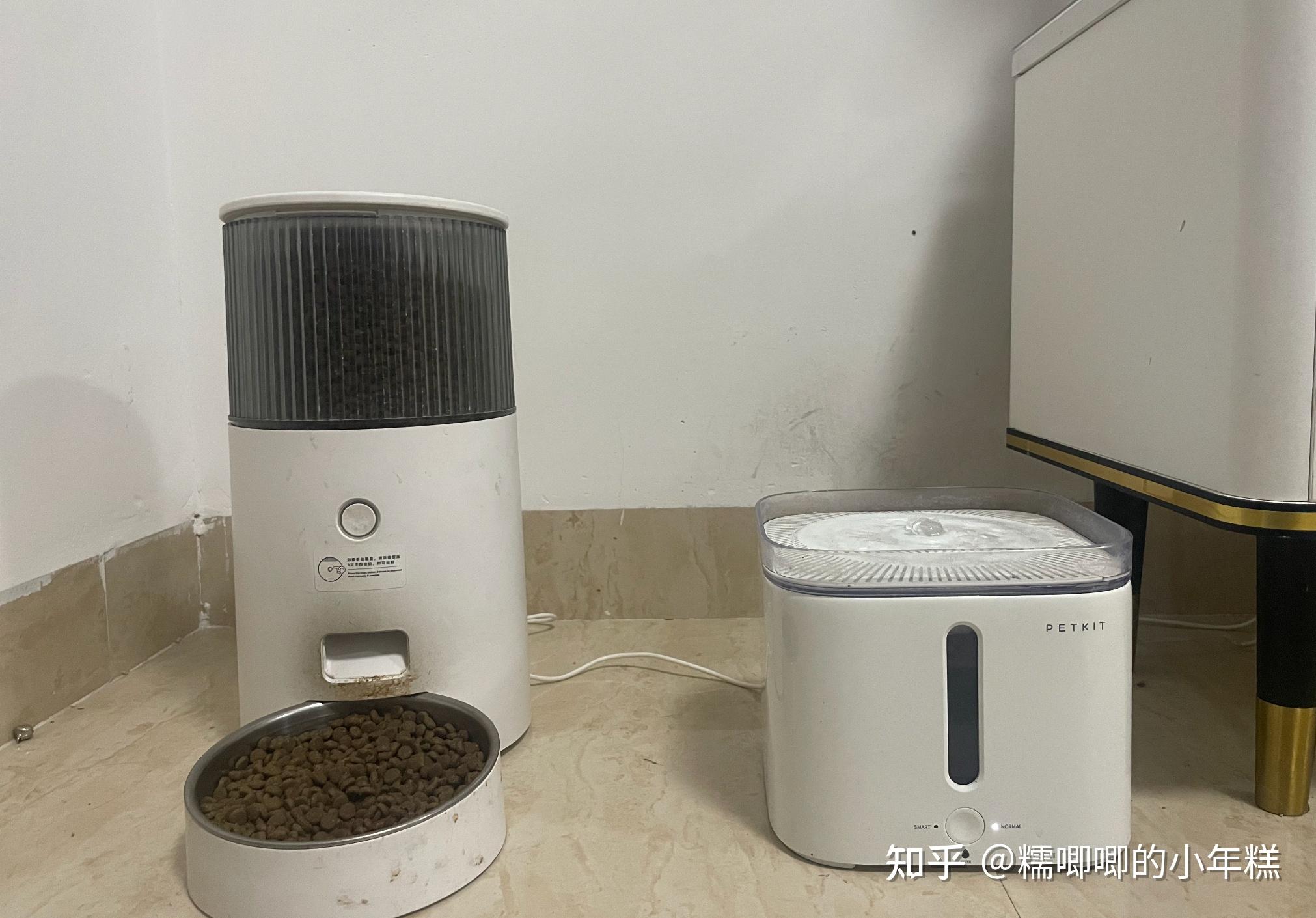 猫癣的症状表现和家庭处理方法_猫咪安全生活环境准备_新手养猫预算建议