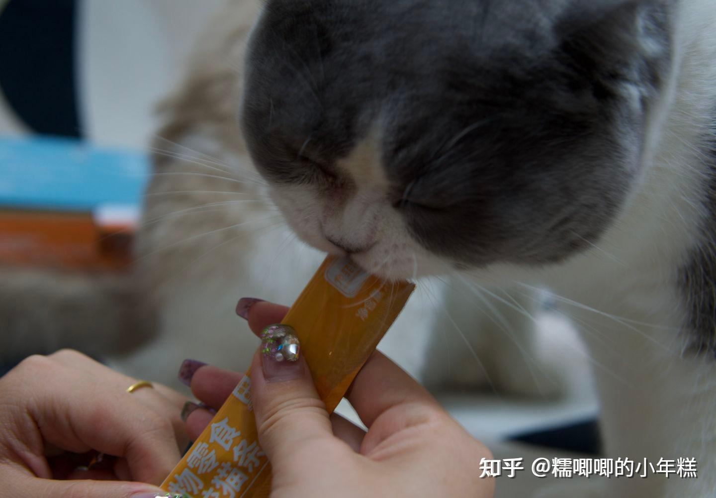 猫咪安全生活环境准备_猫癣的症状表现和家庭处理方法_新手养猫预算建议