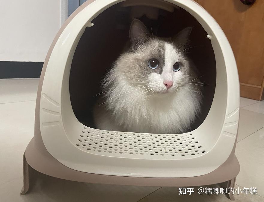 猫癣的症状表现和家庭处理方法_新手养猫预算建议_猫咪安全生活环境准备