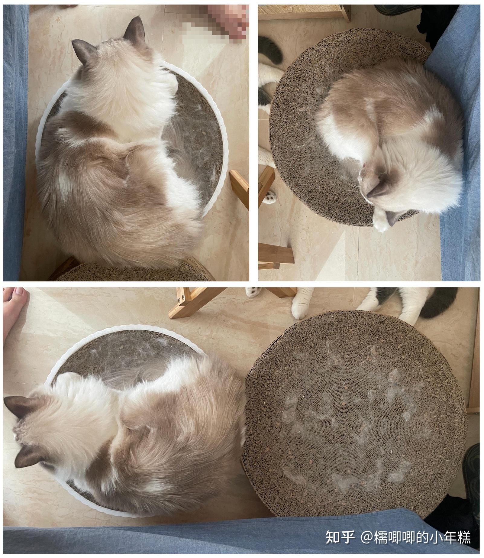 猫咪安全生活环境准备_新手养猫预算建议_猫癣的症状表现和家庭处理方法