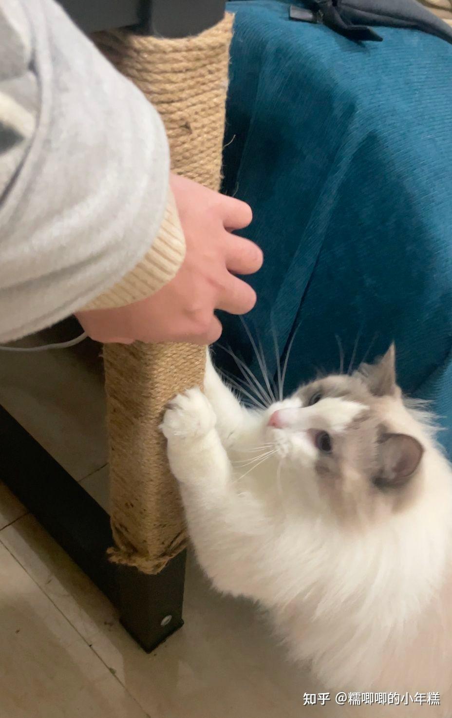 猫咪安全生活环境准备_新手养猫预算建议_猫癣的症状表现和家庭处理方法