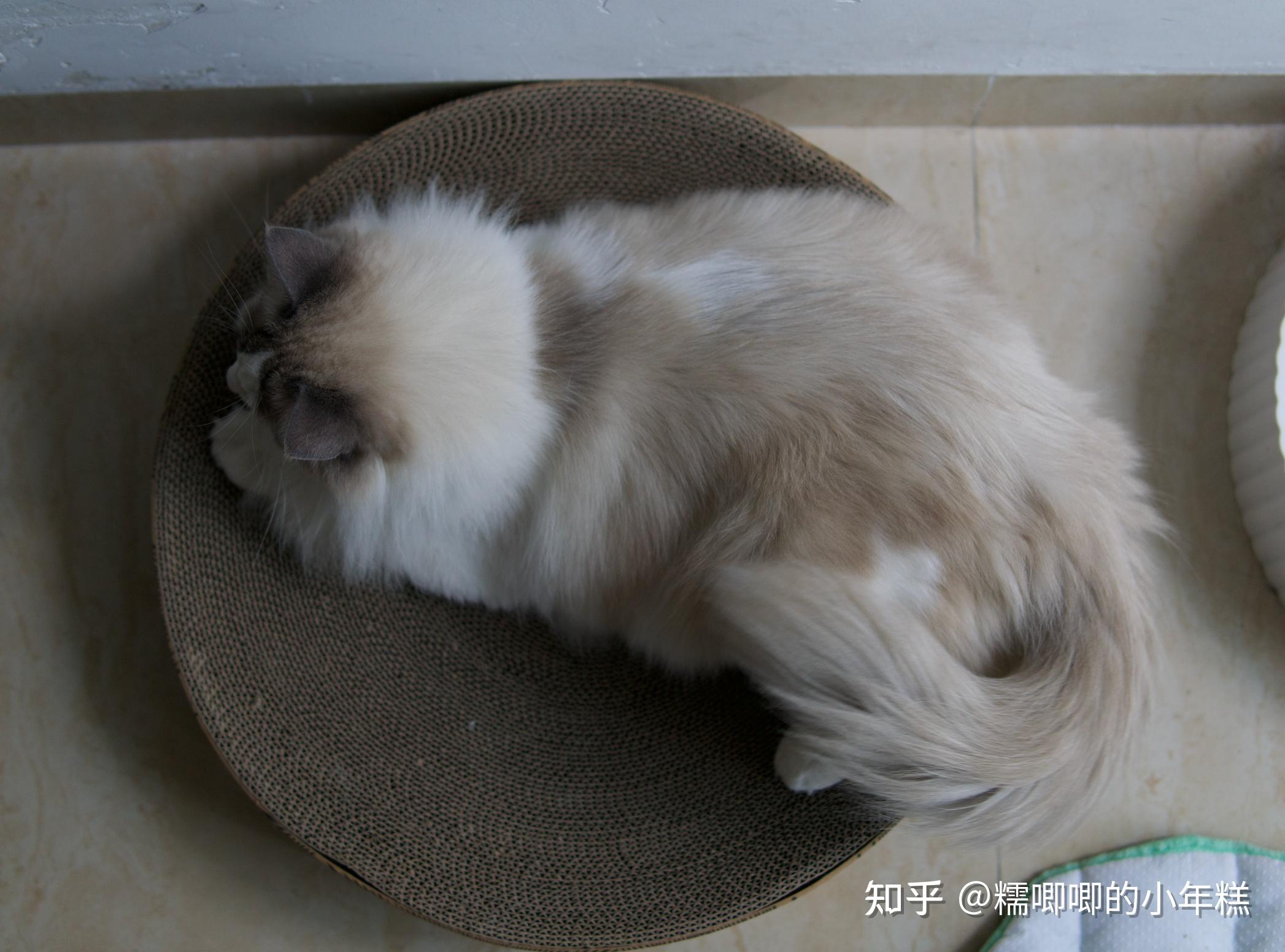 猫咪安全生活环境准备_猫癣的症状表现和家庭处理方法_新手养猫预算建议