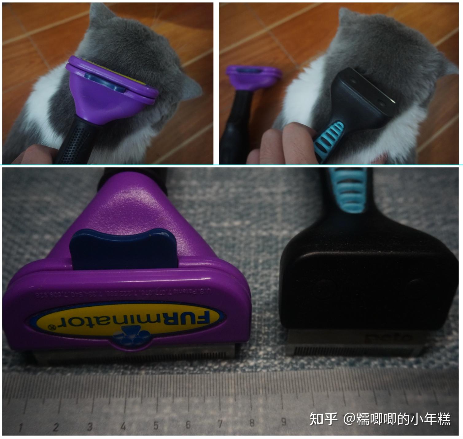 猫癣的症状表现和家庭处理方法_猫咪安全生活环境准备_新手养猫预算建议
