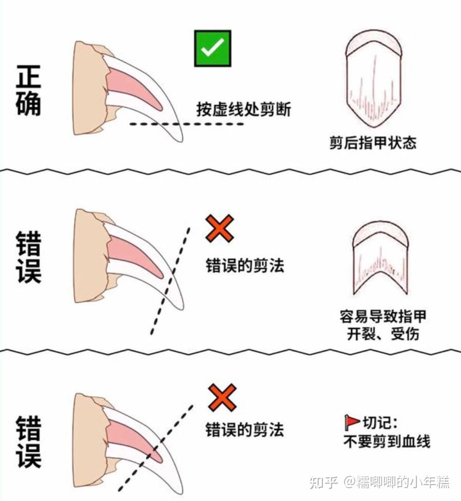 新手养猫预算建议_猫咪安全生活环境准备_猫癣的症状表现和家庭处理方法