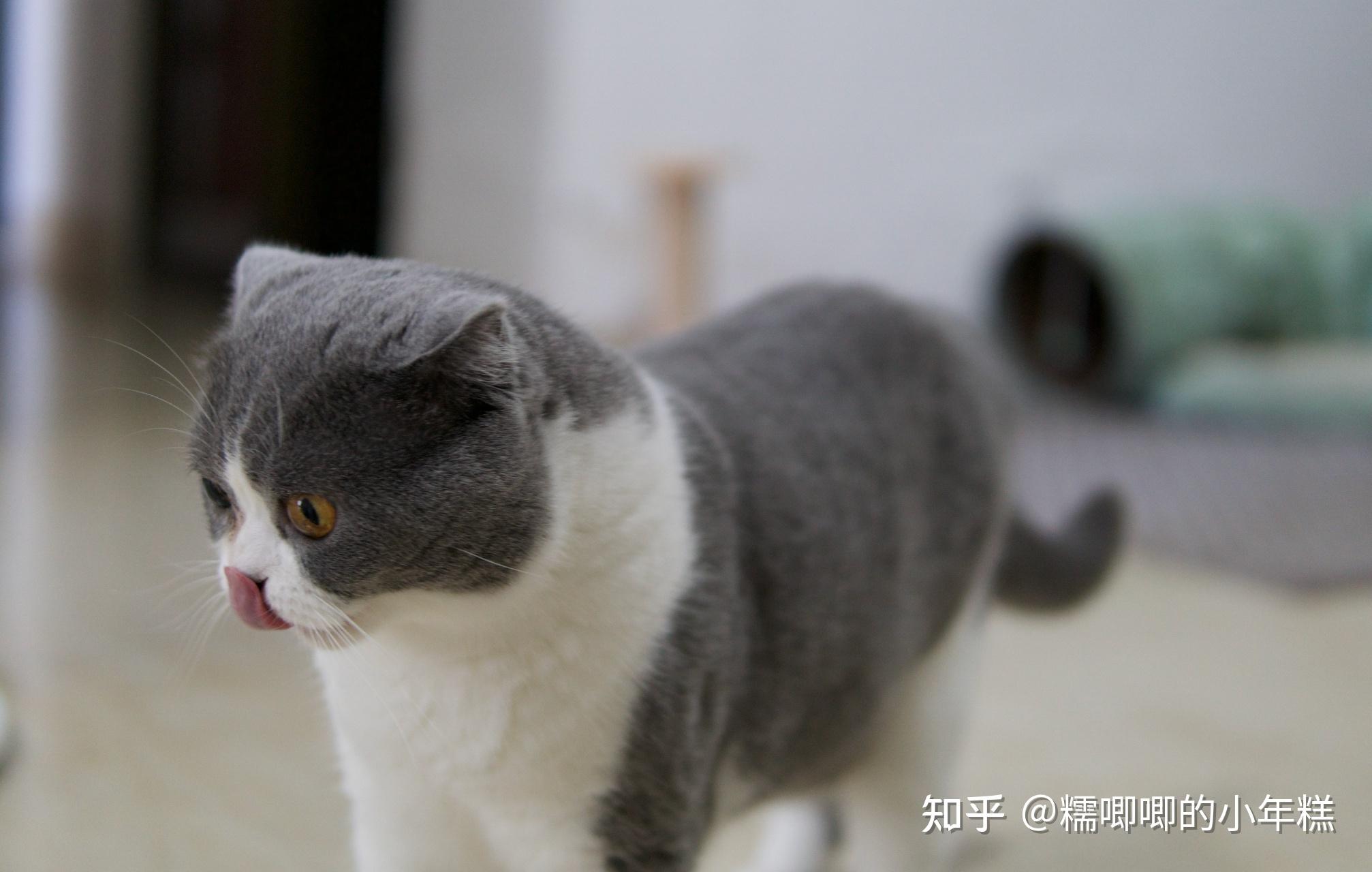 猫咪安全生活环境准备_猫癣的症状表现和家庭处理方法_新手养猫预算建议