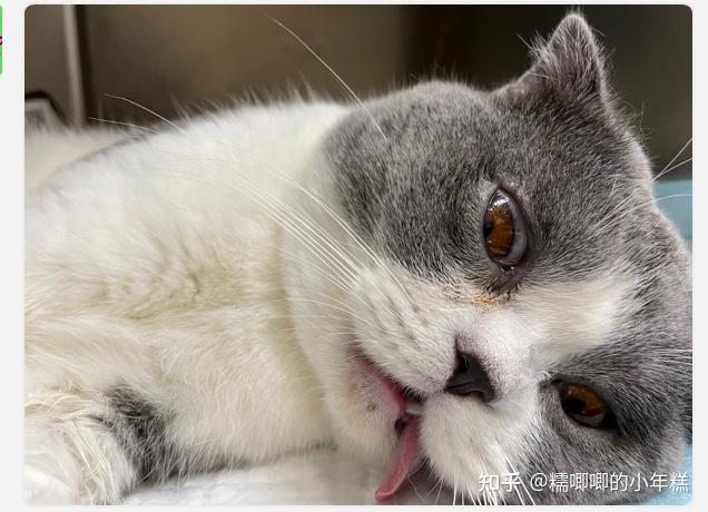 新手养猫预算建议_猫癣的症状表现和家庭处理方法_猫咪安全生活环境准备