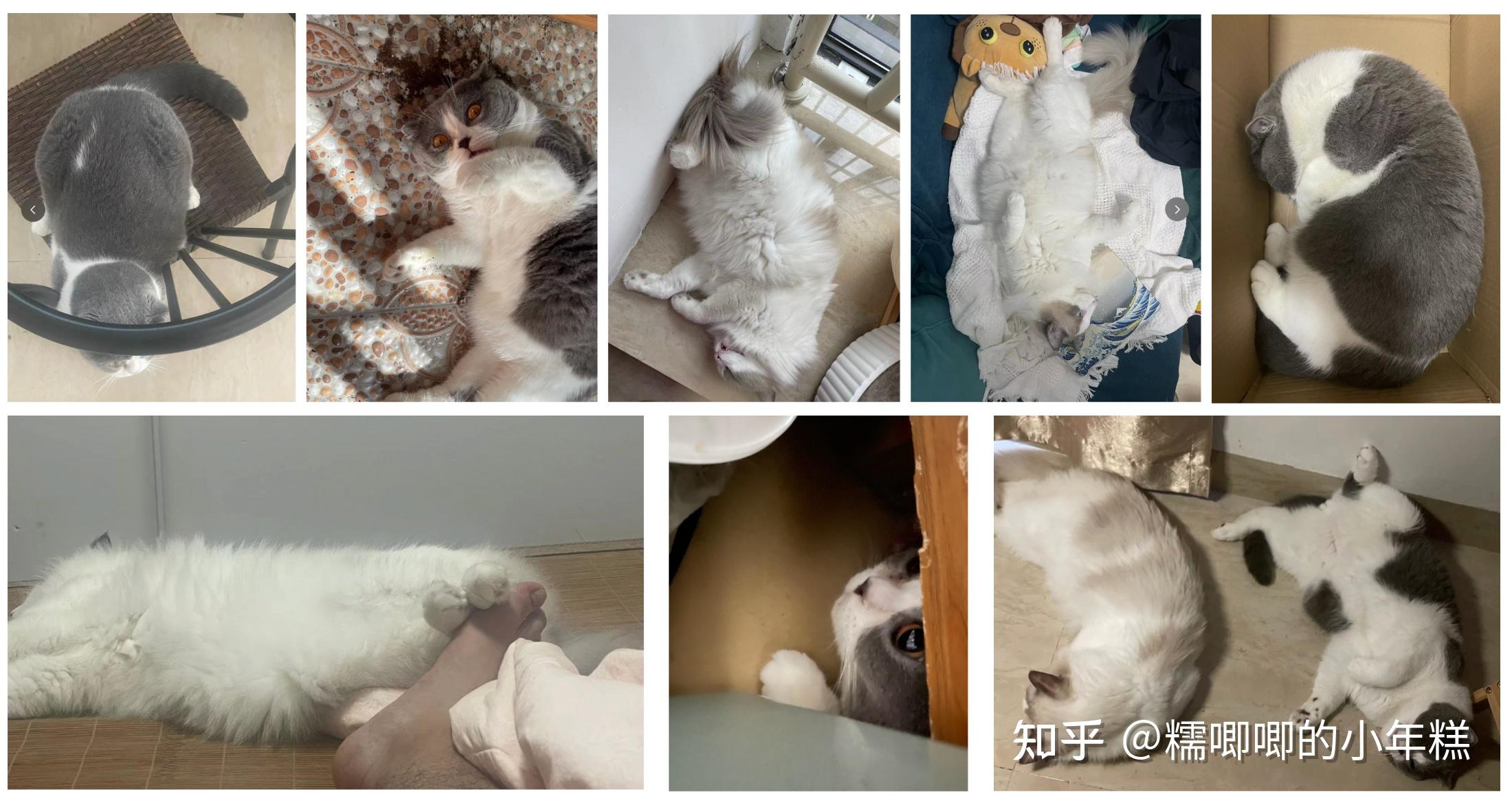 新手养猫预算建议_猫癣的症状表现和家庭处理方法_猫咪安全生活环境准备
