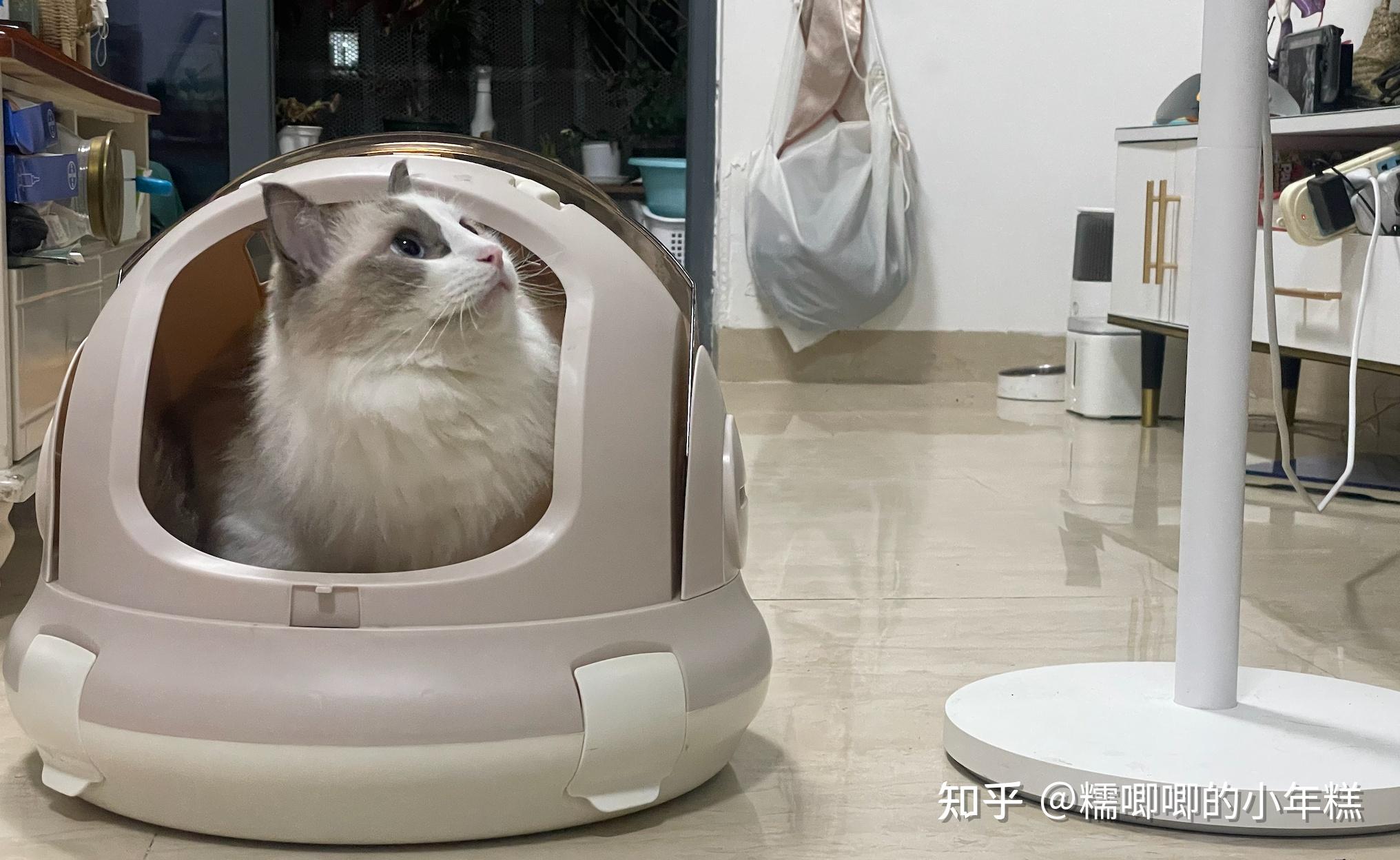 猫咪安全生活环境准备_猫癣的症状表现和家庭处理方法_新手养猫预算建议