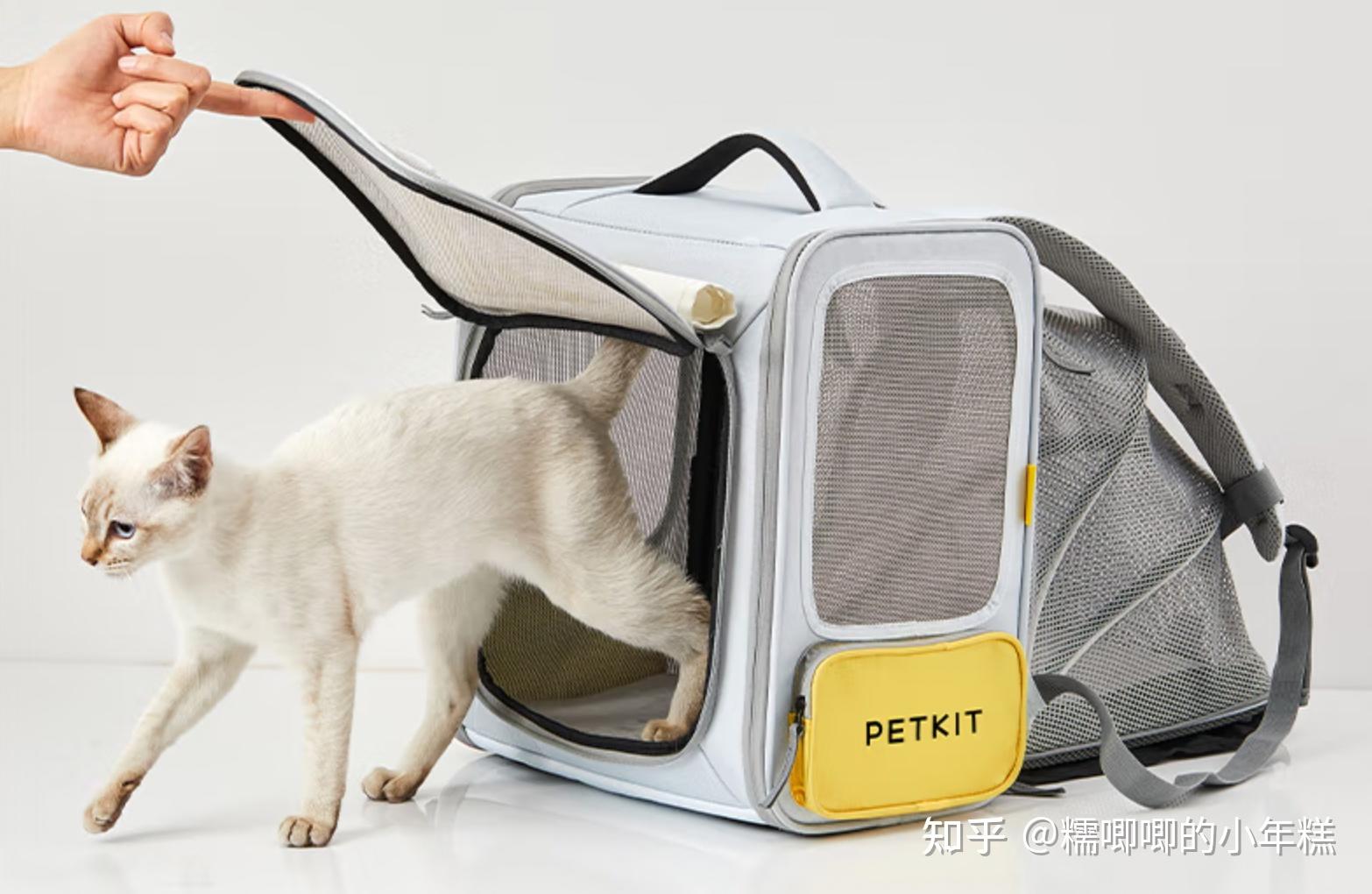 猫咪安全生活环境准备_新手养猫预算建议_猫癣的症状表现和家庭处理方法
