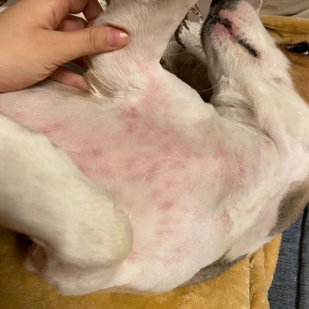狗狗过敏皮炎症状_狗狗红疹子原因_狗狗眼周红肿？过敏和细菌感染